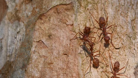 Hormigas-Tejedoras,-Oecophylla,-Parque-Nacional-Kaeng-Krachan,-Tailandia,-Material-De-Archivo-4k