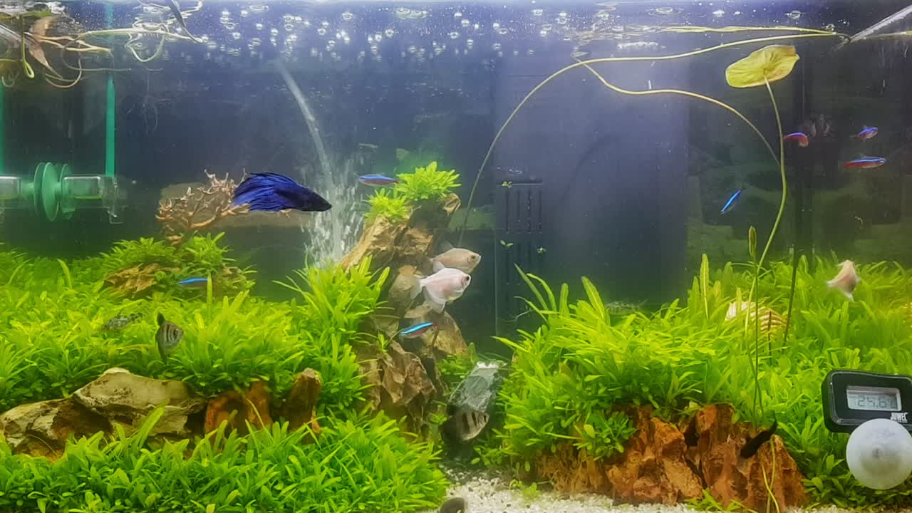 Diversos peixes tropicais de água doce nadando em um aquário comunitário paisagístico, Imagem estática
