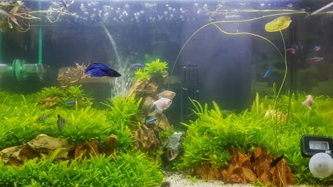 diverse tropical freshwater fishes swimming in a landscaped community fish tank, static shot