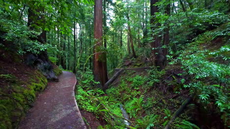 Muir-Woods-National-Monument-hiking-trail-going-through-scenic-old-redwoods