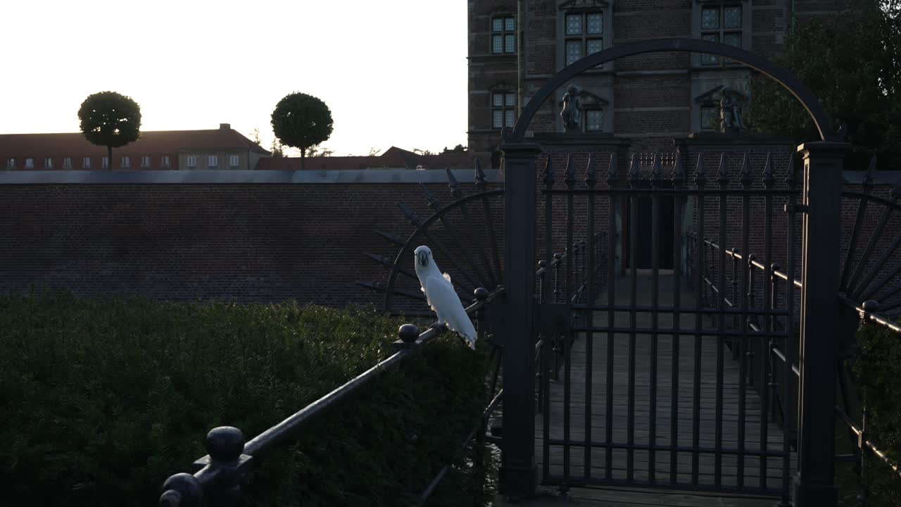 White parrot at the Rosenborg Castle gardens, Copenhagen, Denmark, at sunset
