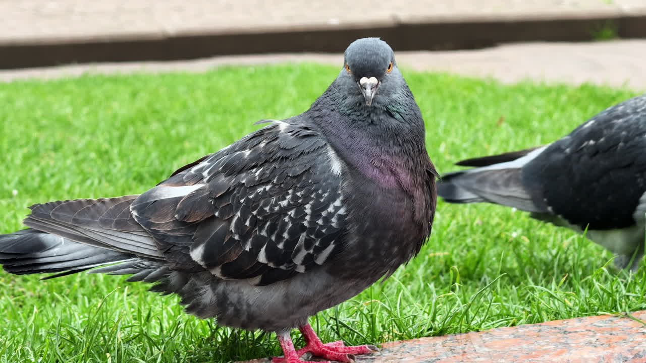 Um pombo está sobre a grama verde em um parque. Um pombo está sobre a grama verde em um parque. Ele olha ao redor enquanto relaxa na área ensolarada perto do caminho.