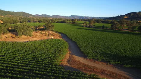 A-high-aerial-over-rows-of-vineyards-in-Northern-California's-Sonoma-County--7