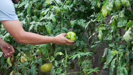 organic farmer with fresh tomatoes, sustainable agriculture and food security