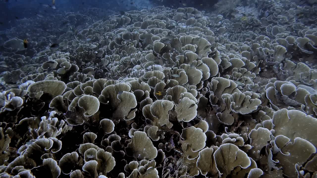 Seeming endless field of Lettuce Leaf hard coral at Melissa's Garden in Raja Ampat