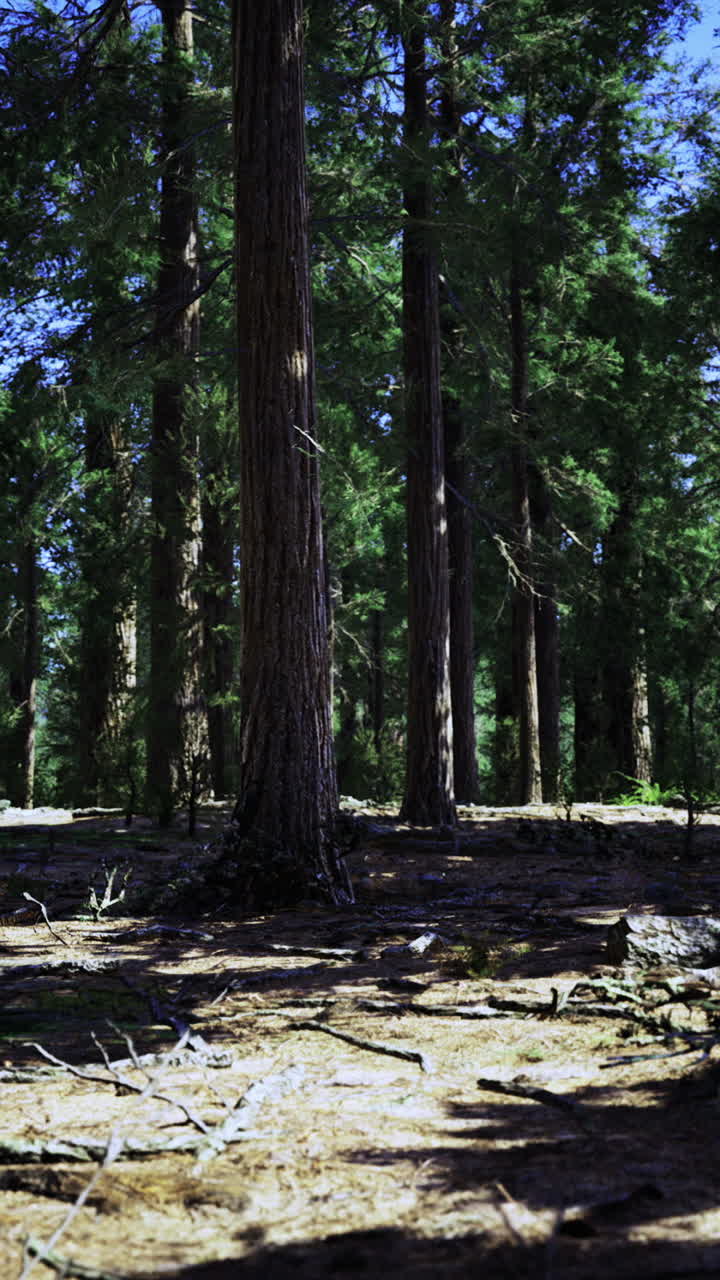 Sereno ambiente forestale caratterizzato da alberi ad alto fusto e luce tenue