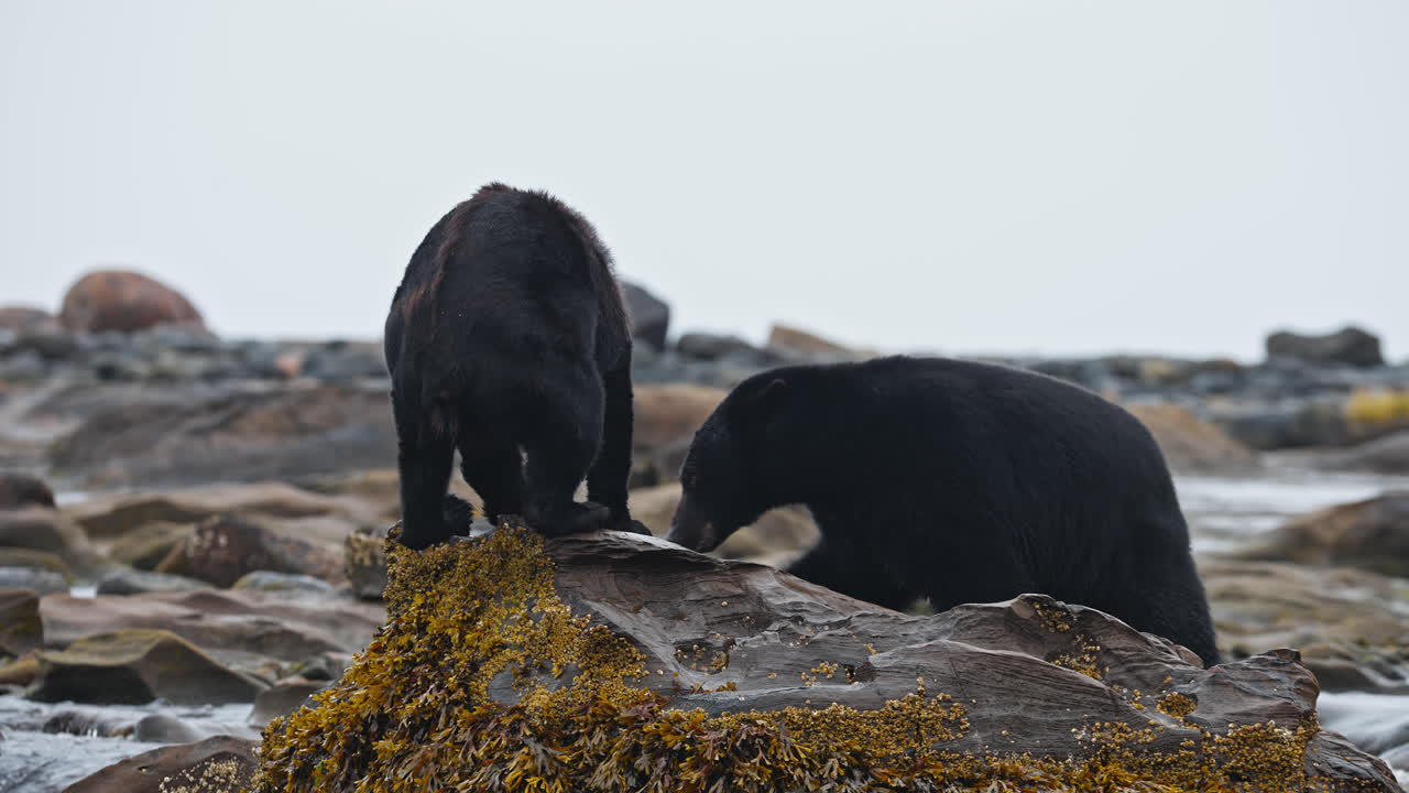 Black bears on rocky shore in slow motion, Vancouver Island, Canada