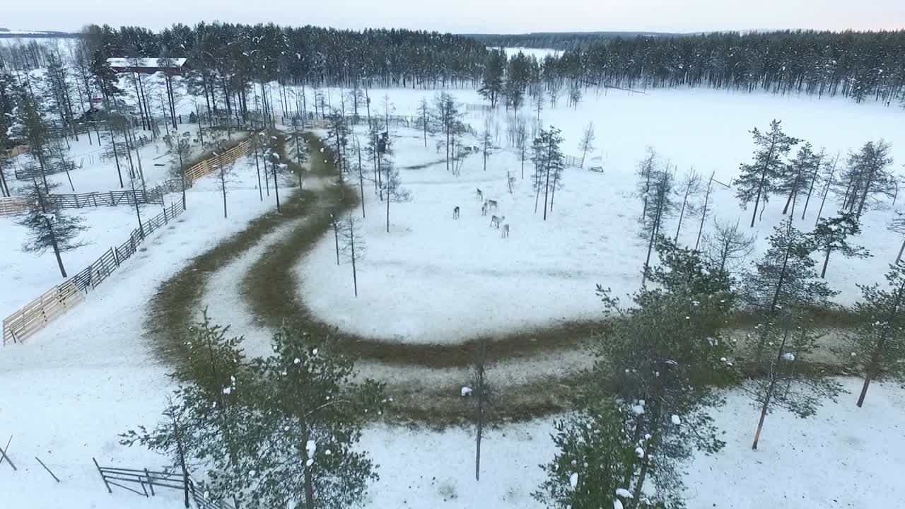 Aerial View of Reindeer Farm in Winter