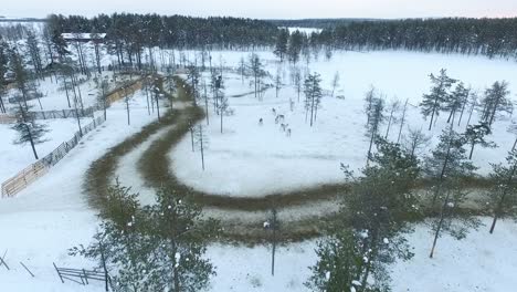 aerial view of reindeer farm in winter