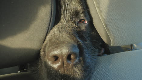 newfoundland dog with tired eyes rests nose on seatback in car, close-up