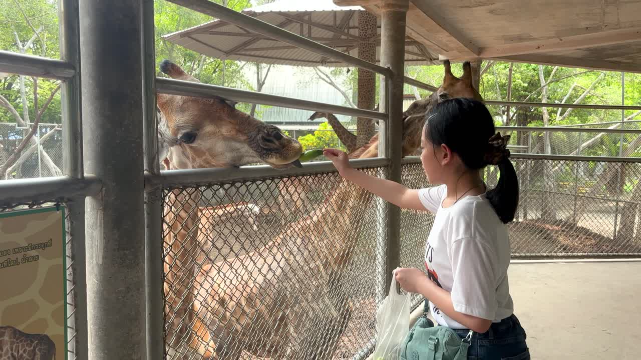 Asian child girl closely feeding giraffe in a zoo of Thailand