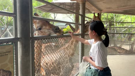 asian child girl closely feeding giraffe in a zoo of thailand