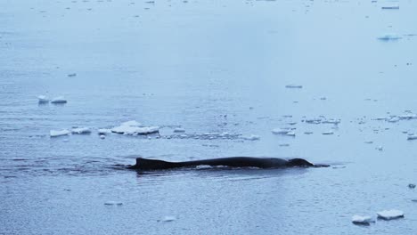 humpback whale antarctica wildlife in slow motion, whales surfacing, blowing and breathing air through blowhole, diving and swimming in ocean sea water in antarctic, amazing wildlife encounter