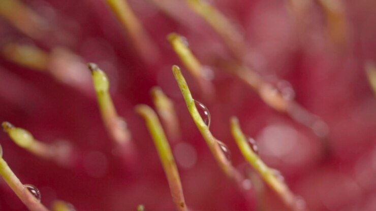 Vista macro del frutto rambutan che mostra spine giallo-verdi con goccioline d'acqua su una superficie rossa testurizzata, evidenziando la sua insolita struttura di frutto tropicale.