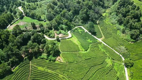 Exuberantes-Plantaciones-De-Té-Verde-Y-Caminos-Sinuosos-En-Cha-Gorreana,-Azores,-Portugal,-Vista-Aérea