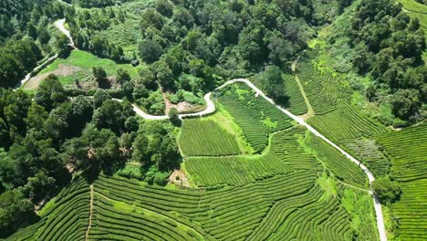 exuberantes plantaciones de té verde y carreteras sinuosas en cha gorreana, azores, portugal, vista aérea