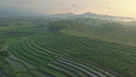 aerial view of misty morning in tropical countryside of indonesia