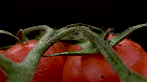 Tomates-Frescos-Con-Rocío-Sobre-Fondo-Negro