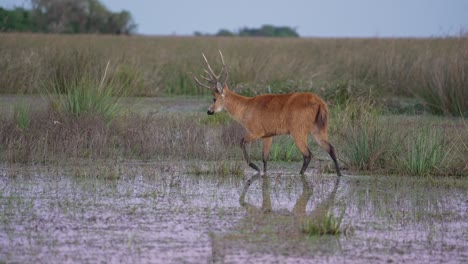 marsh deer (blastocerus dichotomus) walking in the wetland to graze aquatic plants. - wide shot