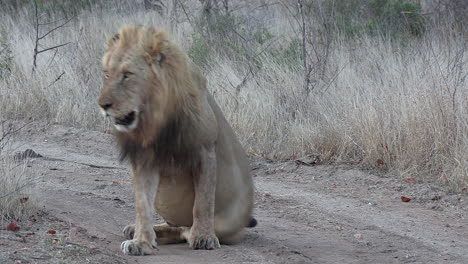 close view of male lion lying down to sleep on dirt road by tall grass
