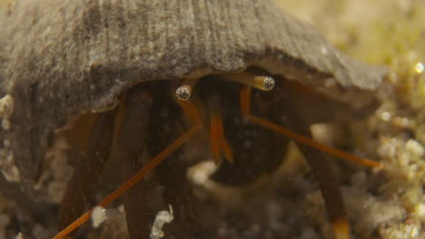 Close-up-of-small-crabs-underwater