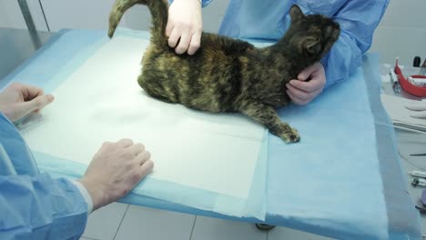 veterinary surgeon is preparing cat for neutering surgery