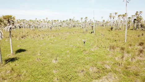 Drone-out-in-a-virgin-territory-of-palm-trees