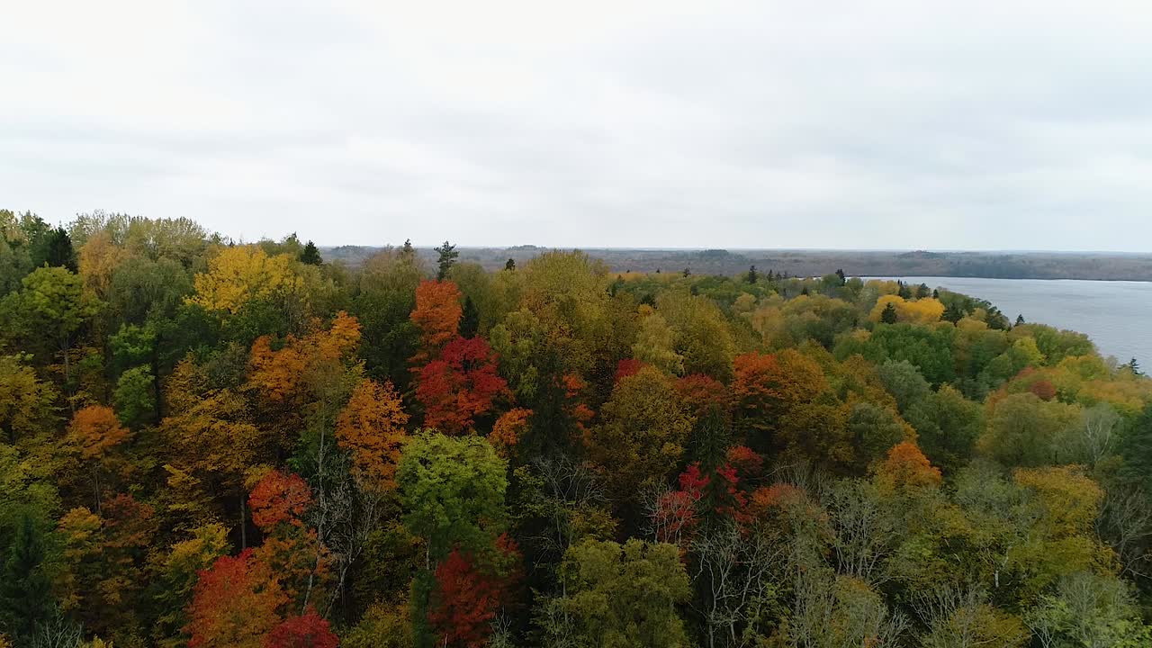 coloridos bosques estacionales y lago pantanoso en imágenes aéreas de otoño