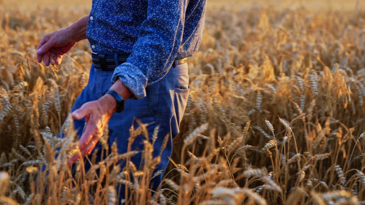Unrecognized man wearing blue shirt and trousers walks through the field of wheat. Farmer touches the spikes gently and picking one