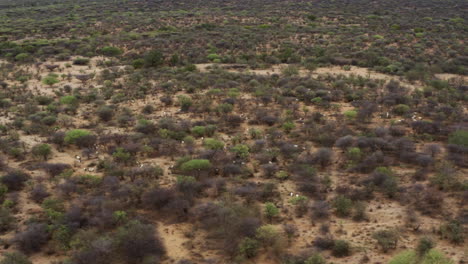 drone orbiting over grazing goats in the wilderness near omo valley village in ethiopia