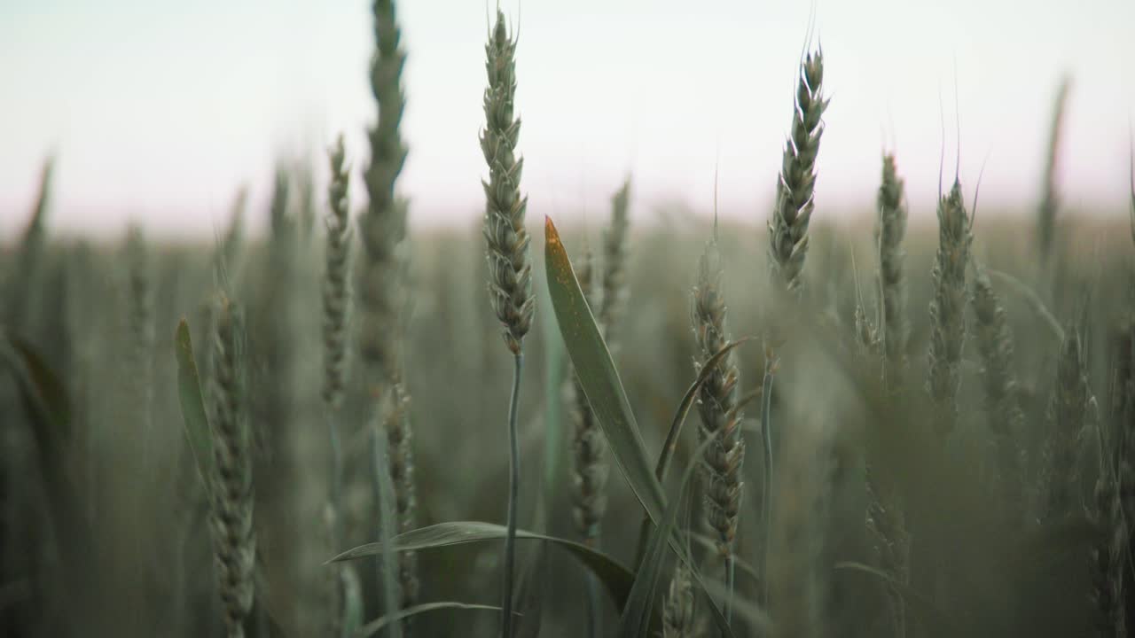 Green growth and rippen ears on beautiful field