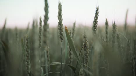 green growth and rippen ears on beautiful field