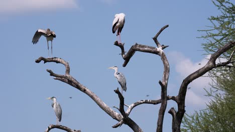 Cigüeña-Africana-Y-Otras-Aves-De-Pie-Sobre-Un-árbol-Extendiendo-Sus-Alas-Al-Sol