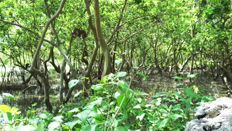 área de bosque de manglares cerca de la costa