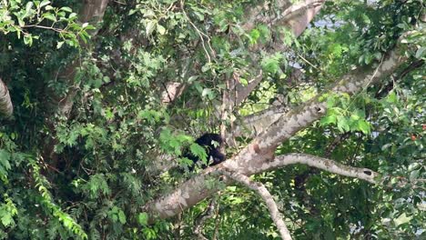 El-Oso-Negro-Asiático-Bajando-De-Un-árbol-Fructífero,-Ursus-Thibetanus,-También-Se-Llama-Oso-Negro-Asiático