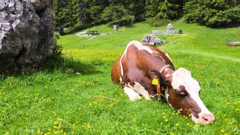 cow lying down and grazing or napping in a peaceful pasture, surrounded by nature