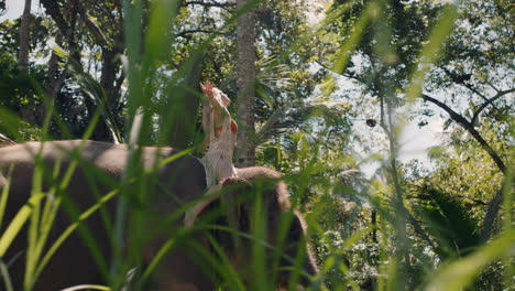 mujer de viaje montando un elefante en la jungla con los brazos levantados disfrutando de la libertad explorando el bosque tropical exótico divirtiéndose en una aventura con un compañero animal 4k