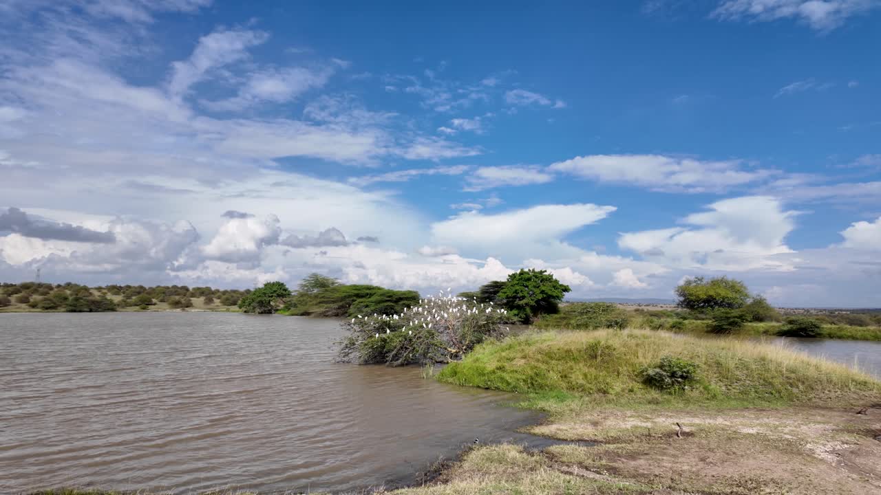 un grupo de pájaros anidando en la parte superior del árbol en un lago