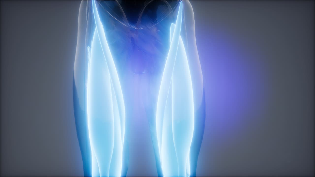 허 ⁇ 지 근육 - 눈에 보이는 근육 해부학 지도