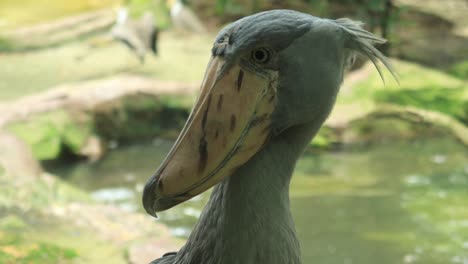 close-up of a shoebill