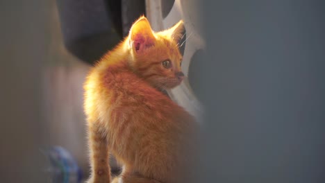 close up shot of orange kitten is sitting with blur foreground