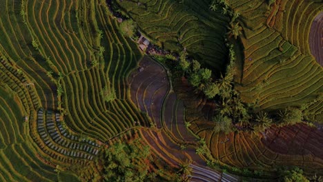 Overhead-view-of-colorful-rice-fields-in-morning-sun