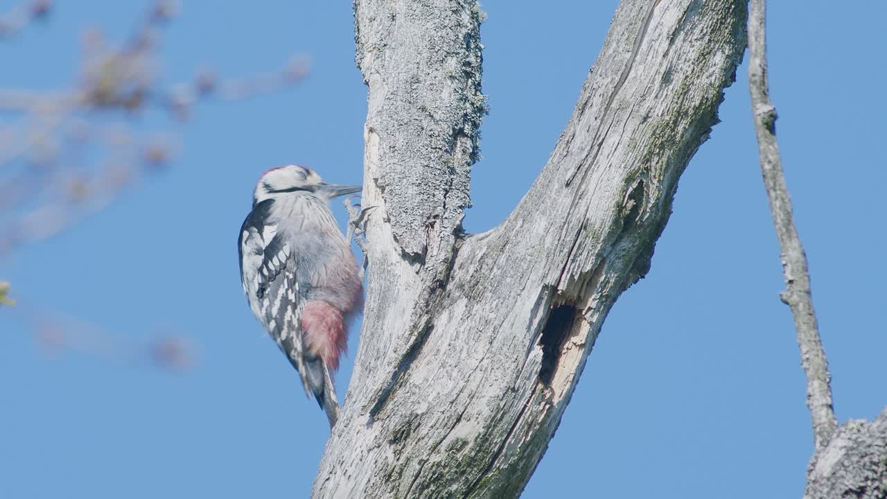봄철 짝짓기 시즌에 소리를 내며 나무를 쪼고 있는 흰등 딱따구리