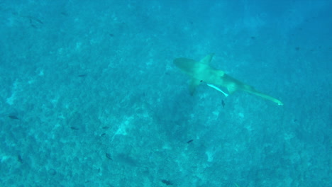 Un-Majestuoso-Tiburón-Limón-Avistado-Cerca-De-La-Isla-De-Bora-Bora-Alimentándose-Del-Cebo-Sobrante-Arrojado-De-Un-Barco-De-Pesca-Cercano