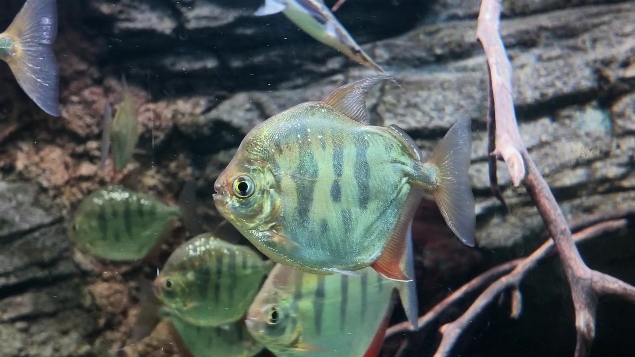 Pesce dollaro d'argento che nuota in un acquario d'acqua dolce
