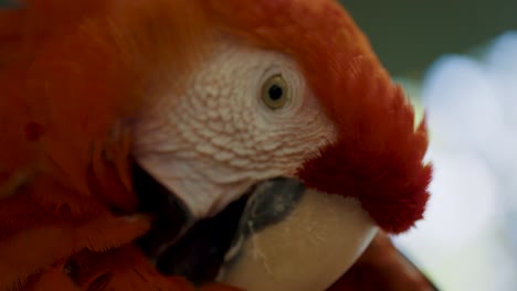 Scarlet-macaw-preening-its-colorful-feathers;-close-up-shot