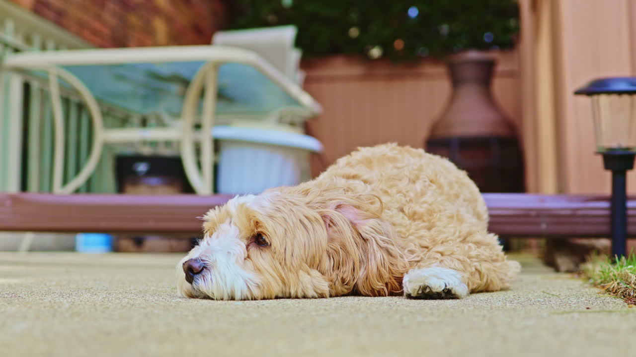 Un meticcio di Barboncino Toy e Havanese si rilassa su un patio durante un pomeriggio soleggiato mentre si gode il clima caldo.