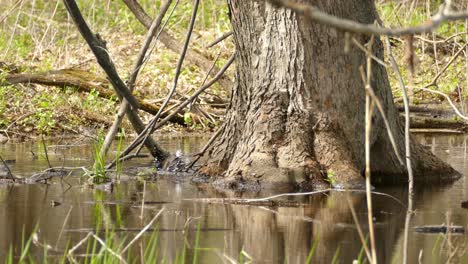 Pequeño-Pájaro-Grackle-Salpica-En-El-Agua-Junto-A-Un-árbol-Alto