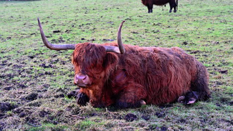 highland cattle eating and lying down