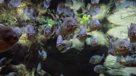 piraña - colossoma macropomum